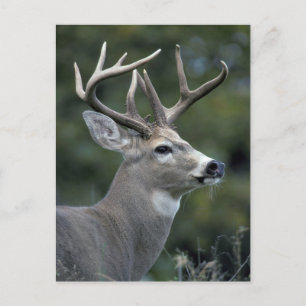 White-tailed Deer   Washington State Postcard
