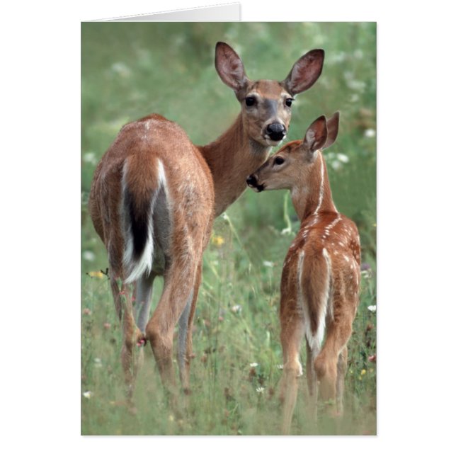 White-tailed deer with fawn (Front)