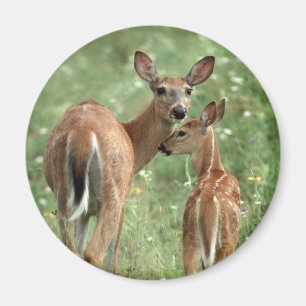 White-tailed Deer with Fawn Magnet