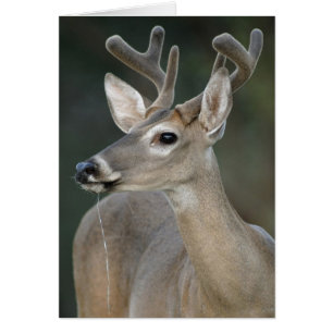 White-tailed Deer With Velvet Antlers