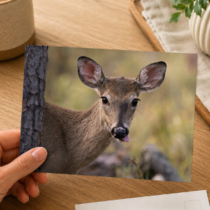 White-Tailed Deer Woodland Wildlife Photography Postcard