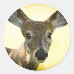 White-tailed Deer Young Buck Classic Round Sticker