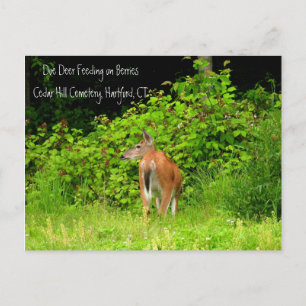 White Tailed Doe Deer in Hartford, CT Postcard