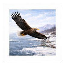 White-tailed Eagle (Haliaeetus albicilla) –