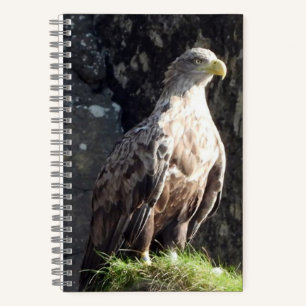 White Tailed Eagle on Rock Notebook