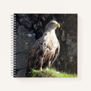 White Tailed Eagle on Rock Notebook