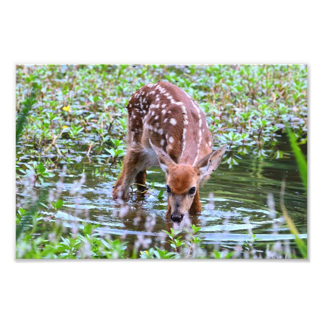 White-tailed fawn drinking Photo Enlargement (Front)