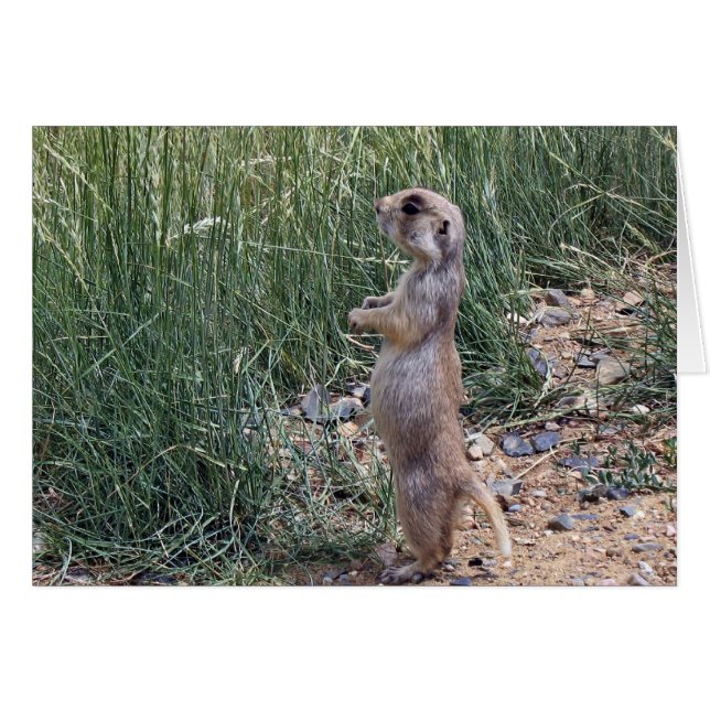White-tailed prairie dog (Front Horizontal)