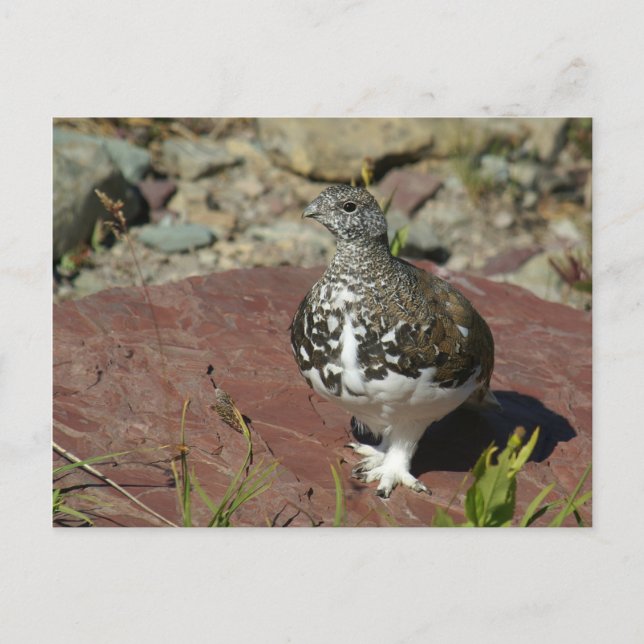 White-tailed Ptarmigan Greeting Card (Front)