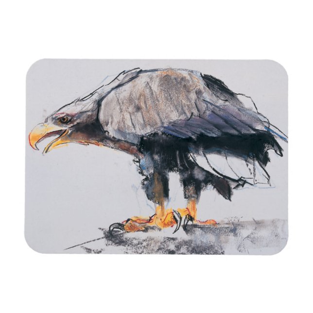 White tailed Sea Eagle 2001 Magnet (Horizontal)