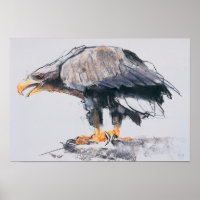 White tailed Sea Eagle 2001