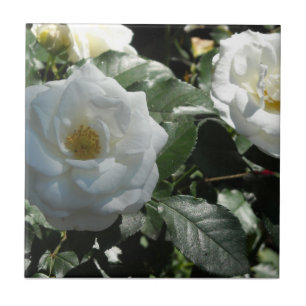 White Tea Roses Tile