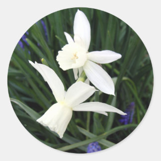 White Thalia Daffodils Classic Round Sticker