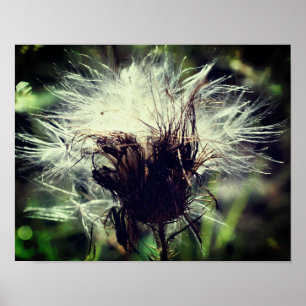 White Thistle Seed Fluff Close Up Poster