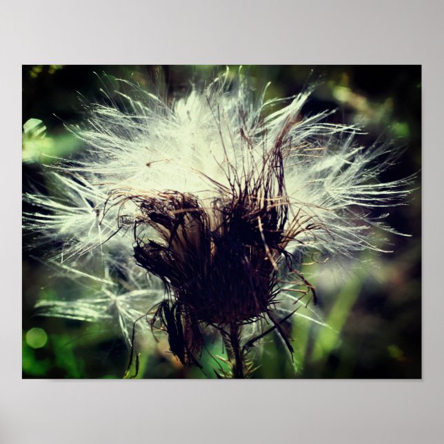 White Thistle Seed Fluff Close Up Poster (Front)