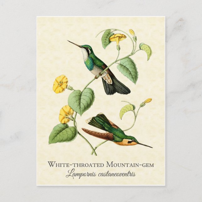 White Throat Mountain Gem Hummingbird Vintage Art Postcard (Front)