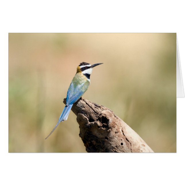 White throated Bee-eater (Front Horizontal)