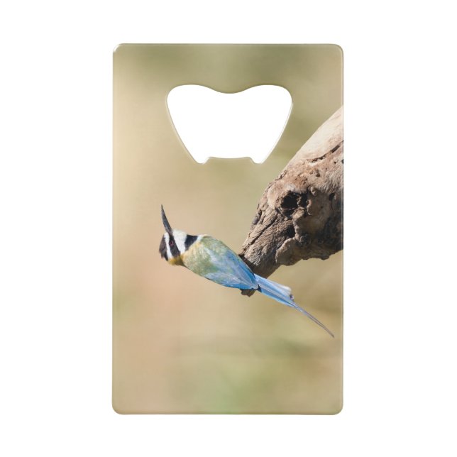 White throated Bee-eater (Front)
