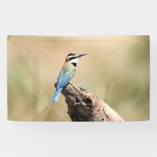 White throated Bee-eater Banner