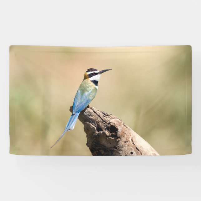 White throated Bee-eater Banner (Horizontal)