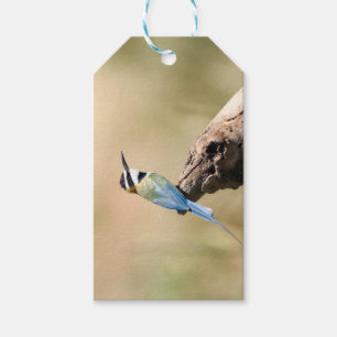 White throated Bee-eater Gift Tags
