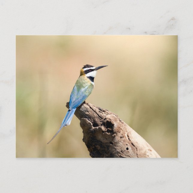 White throated Bee-eater Postcard (Front)