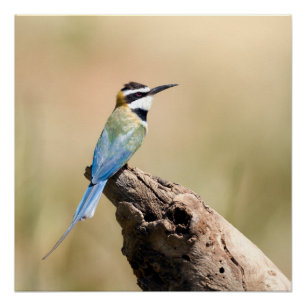 White throated Bee-eater Poster