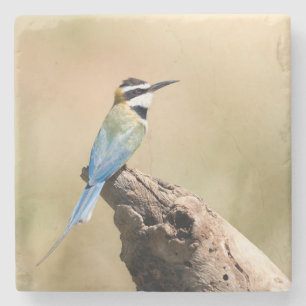 White throated Bee-eater Stone Coaster