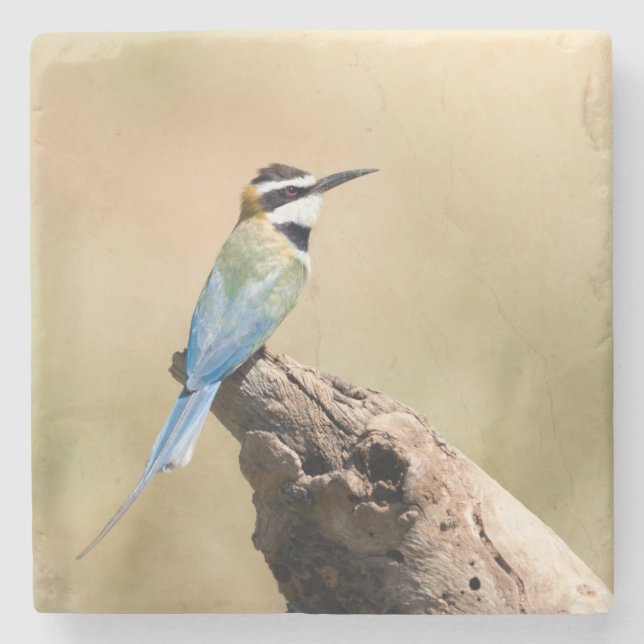 White throated Bee-eater Stone Coaster (Front)