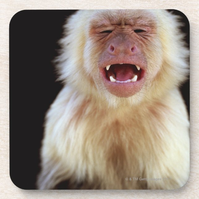 White-throated capuchin (Cebus capucinus) Coaster (Front)