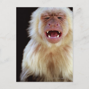 White-throated capuchin (Cebus capucinus) Postcard