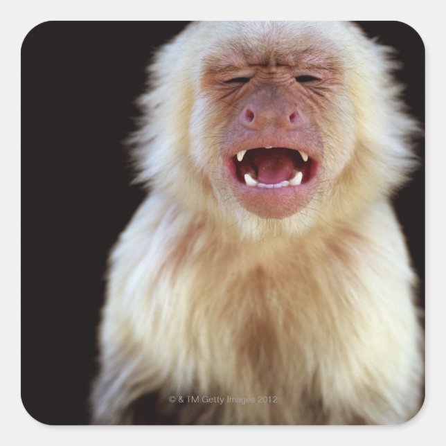 White-throated capuchin (Cebus capucinus) Square Sticker (Front)