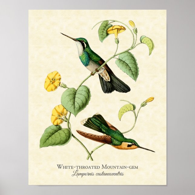 White Throated Mountain Gem Hummingbird Art Print (Front)