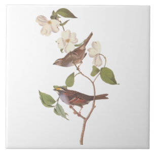 White Throated Sparrow Audubon Birds with Flowers Ceramic Tile