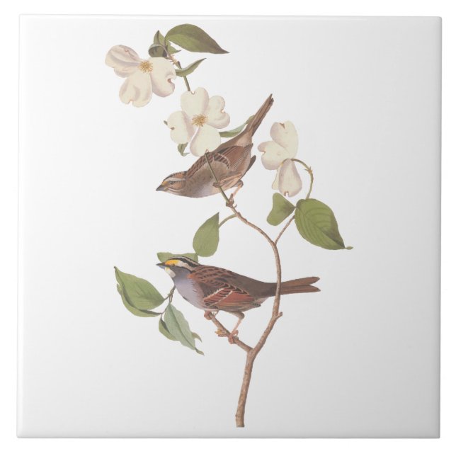 White Throated Sparrow Audubon Birds with Flowers Ceramic Tile (Front)