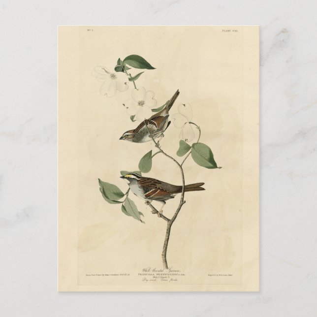 White throated Sparrow, Audubon's Birds of America Postcard (Front)