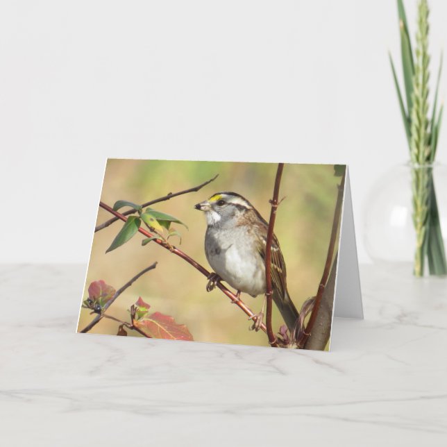 White-Throated Sparrow Card (Front)