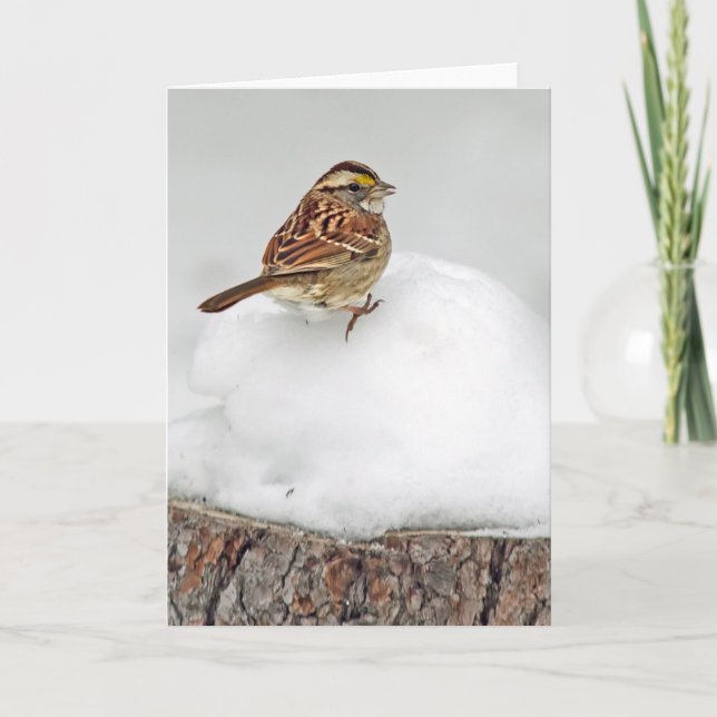 White-throated Sparrow Card (Front)