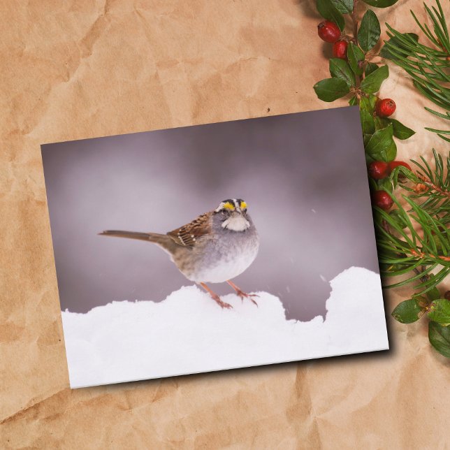 White Throated Sparrow In Winter  Postcard (Creator Uploaded)