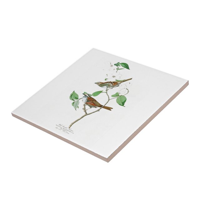 White Throated Sparrow John Audubon Birds America Ceramic Tile (Side)