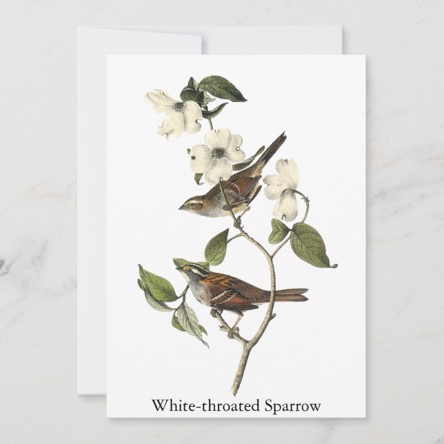 White-throated Sparrow - John Audubon Invitation (Front)