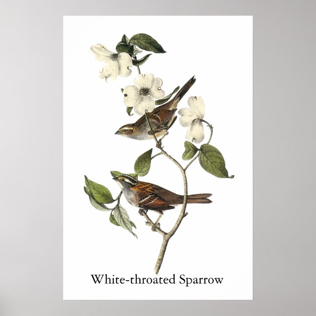 White-throated Sparrow - John Audubon Poster (Front)