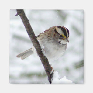 White Throated Sparrow Magnet