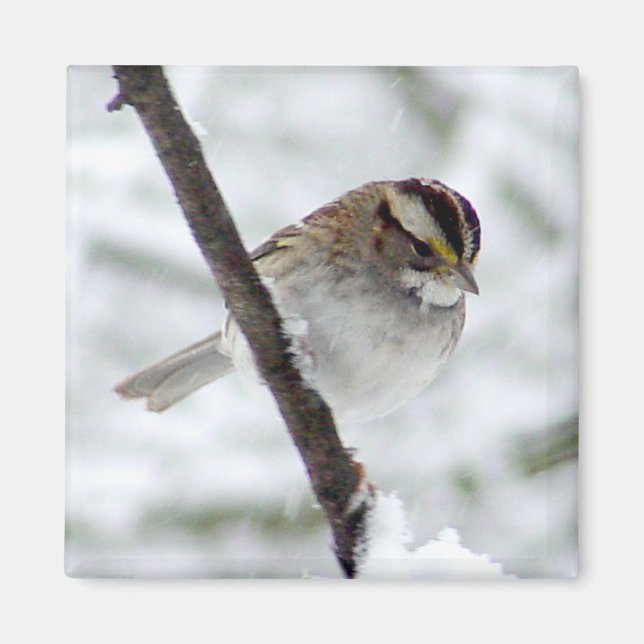 White Throated Sparrow Magnet (Front)