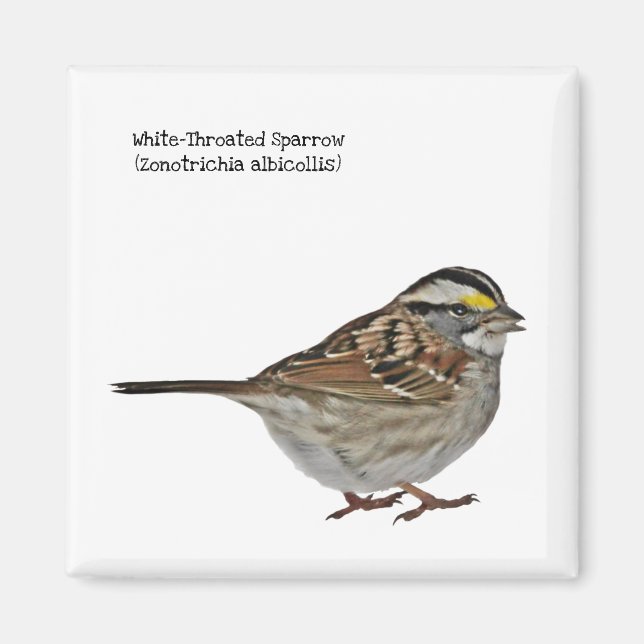 White-Throated Sparrow Magnet (Front)