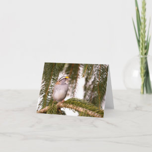 White Throated Sparrow Note Cards