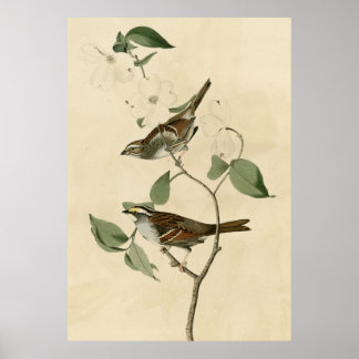 White throated Sparrow Poster