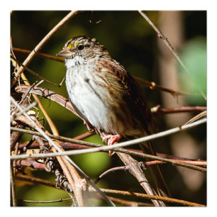 White Throated Sparrow Square Print