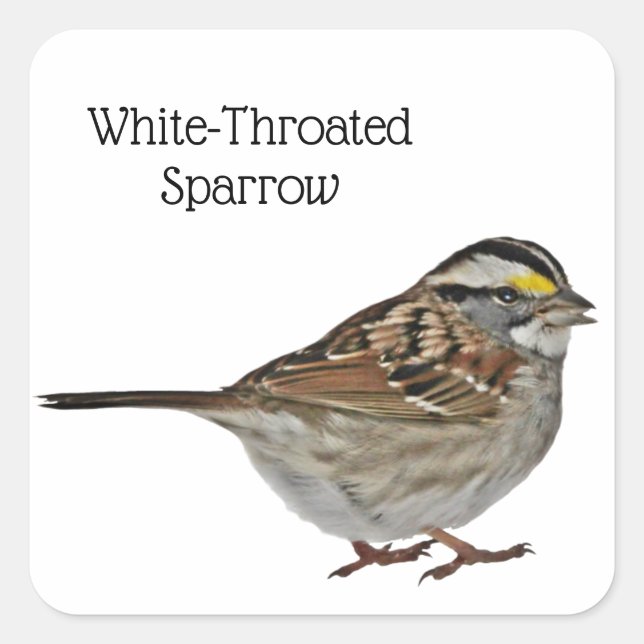 White-Throated Sparrow Square Sticker (Front)