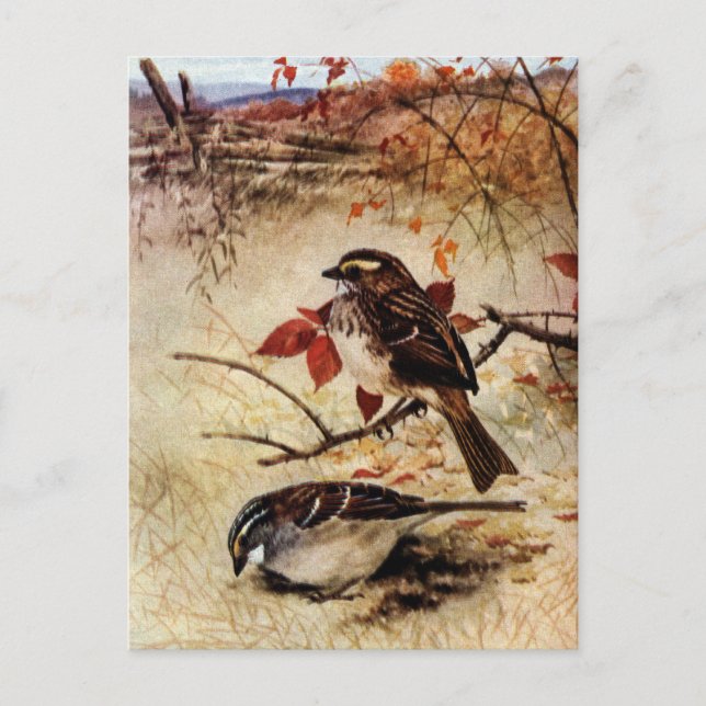 White-Throated Sparrows and Fall Leaves Postcard (Front)